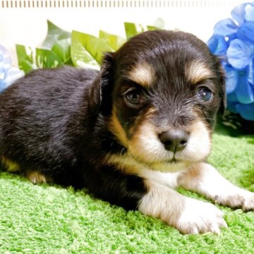 チワックス(チワワ×ダックスフンド)【埼玉県・男の子・2025年4月20日・ブラックタン&ホワイト】の写真「5頭兄妹です！」