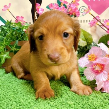 ミニチュアダックスフンド(ロング)【埼玉県・女の子・2025年1月2日・レッド】の写真「3頭兄弟です！」