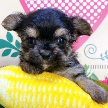 ミックス(チワワ×ヨークシャーテリア)【埼玉県・男の子・2024年12月14日・ブラックタン】の写真「４頭兄妹です！」