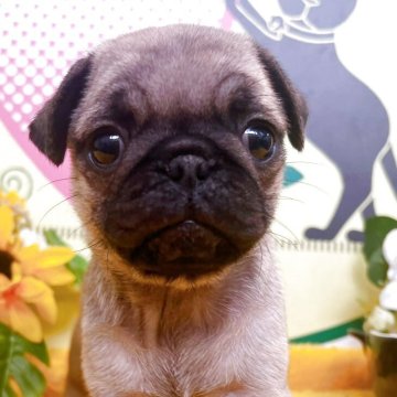 パグ【埼玉県・女の子・2025年6月1日・フォーン】の写真「かわいい7頭兄弟です！」