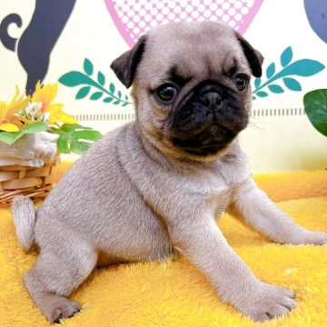 パグ【埼玉県・女の子・2025年6月1日・フォーン】の写真「かわいい7頭兄弟です！」