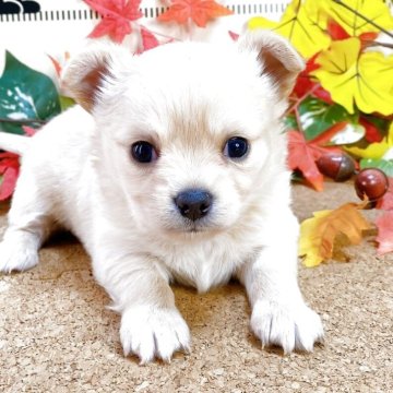 チワプー(トイプードル×チワワ)【埼玉県・男の子・2025年9月14日・クリーム】の写真「スクスク成長中です！」