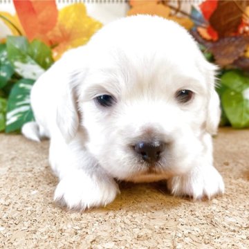 ミックス(ペキニーズ×ダックスフンド)【埼玉県・男の子・2025年9月6日・ホワイト】の写真「３頭兄弟です！！」