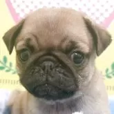 パグ