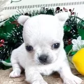 チワワ(スムース)