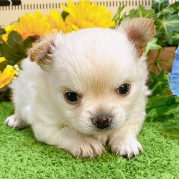 チワワ(ロング)【埼玉県・男の子・2024年7月3日・クリーム】の写真「４頭兄妹です！」