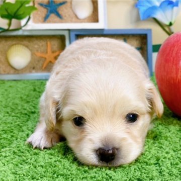 チワックス(チワワ×ダックスフンド)【埼玉県・女の子・2024年6月14日・イエロー】の写真「２頭兄妹です！」