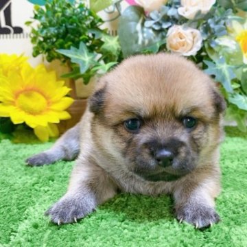 ミックス(ポメラニアン×豆柴)【埼玉県・女の子・2023年7月1日・赤】の写真「４頭兄妹です！」