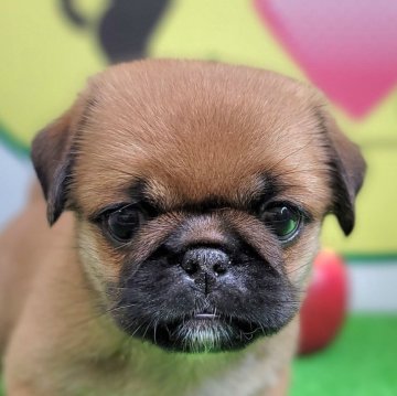 ミックス(ペキニーズ×パグ)【埼玉県・女の子・2024年6月14日・レッド】の写真「３頭兄妹です！」