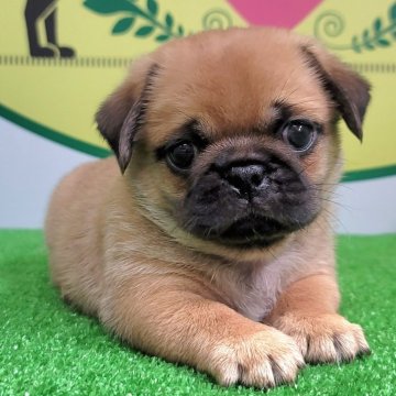 ミックス(ペキニーズ×パグ)【埼玉県・男の子・2024年6月14日・レッド】の写真「３頭兄妹です！」