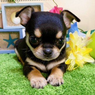 チワワ(スムース)【埼玉県・女の子・2024年5月20日・ブラックタン】の写真「４頭兄妹です！」