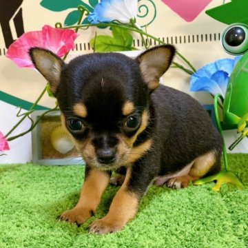 チワワ(スムース)【埼玉県・男の子・2024年5月30日・ブラックタン】の写真「３頭兄妹です！！」