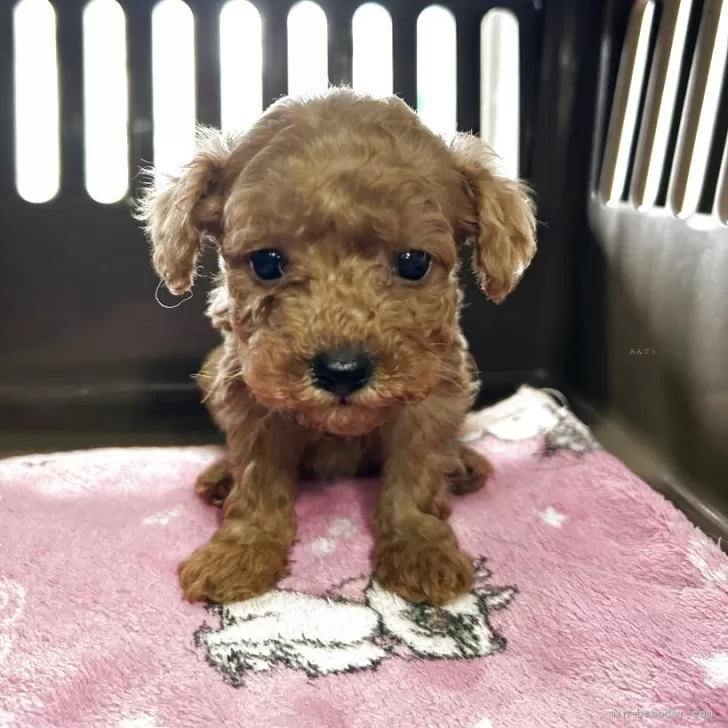 ID：2503-07624の子犬