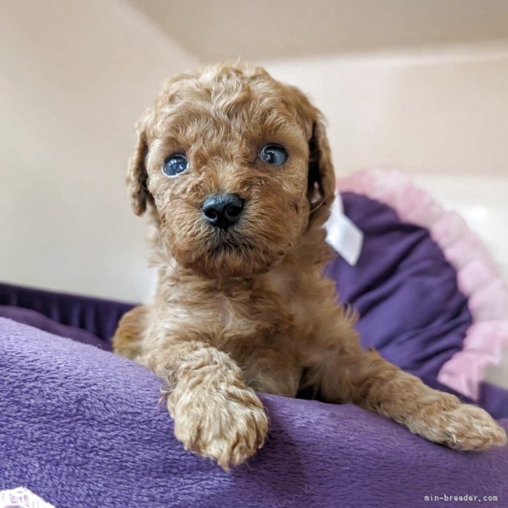 ブリーダー画像