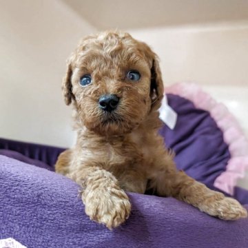 トイプードル(ティーカップ)【広島県・男の子・2025年9月19日・レッド】の写真「1ヶ月での体重528グラム」