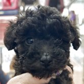 トイプードル(タイニー)