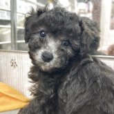 トイプードル(タイニー)