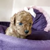 タイニープードル【広島県・男の子・2025年9月19日・レッド】の写真2