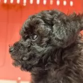 タイニープードル【広島県・男の子・2025年9月18日・ブラック】の写真2