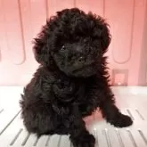 タイニープードル【広島県・男の子・2025年9月18日・ブラック】の写真3