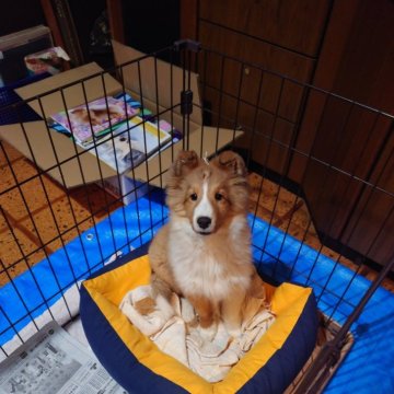 シェットランドシープドッグ【和歌山県・男の子・2024年9月17日・セーブル&ホワイト】の写真「可愛いフルカラーの小さめの男の子です、　」