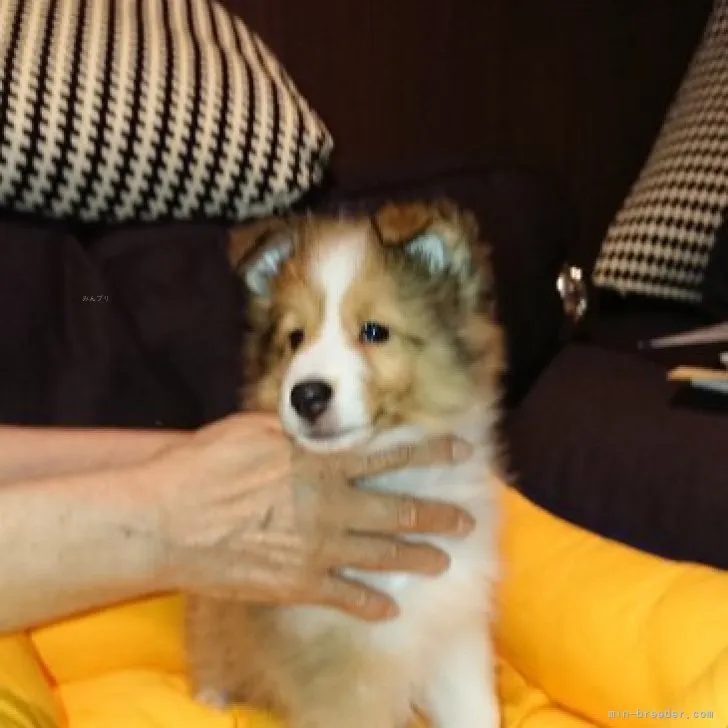 ID：2308-05647の子犬