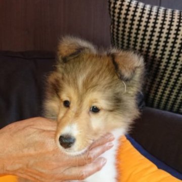 シェットランドシープドッグ【和歌山県・女の子・2023年7月1日・セーブル、ホワイト】の写真「可愛いくて小さい女の子です」