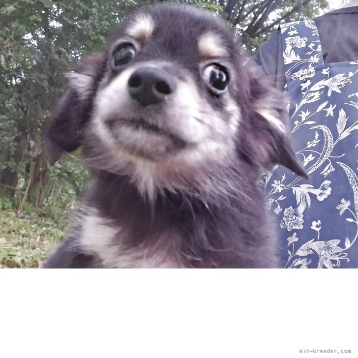 ブリーダー画像