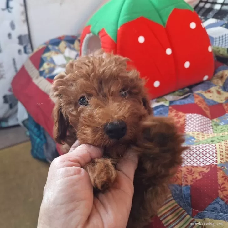 ID:2411-01849の子犬