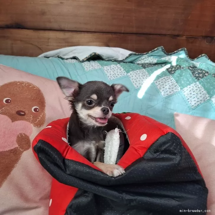 ID:2408-02082の子犬