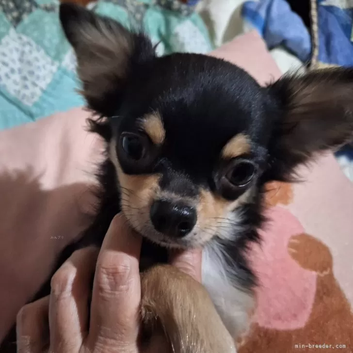 ID：2408-03608の子犬