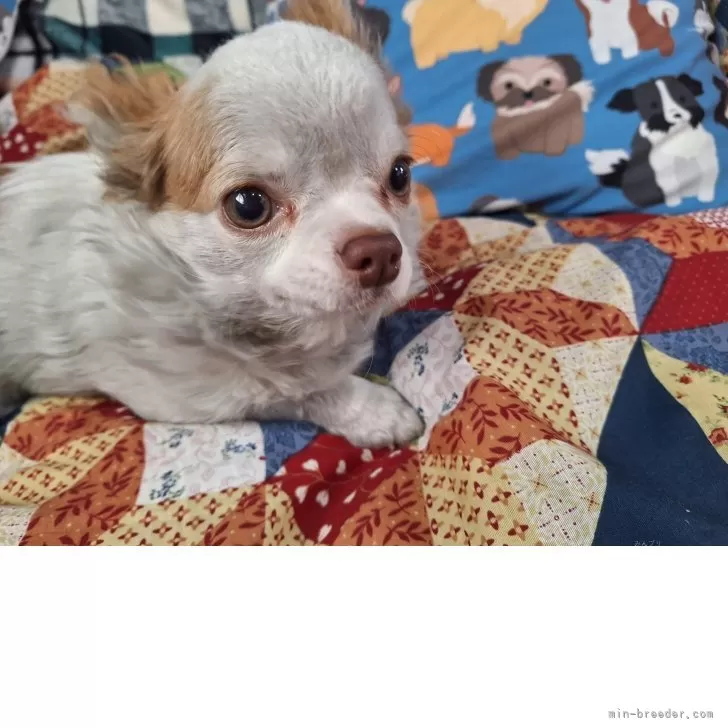 ID:2501-04464の子犬