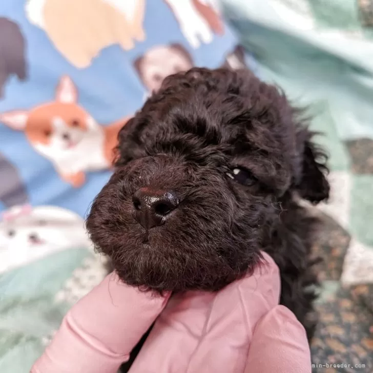 トイプードル(トイ)【長野県・女の子・2025年11月11日・シルバー】の写真1