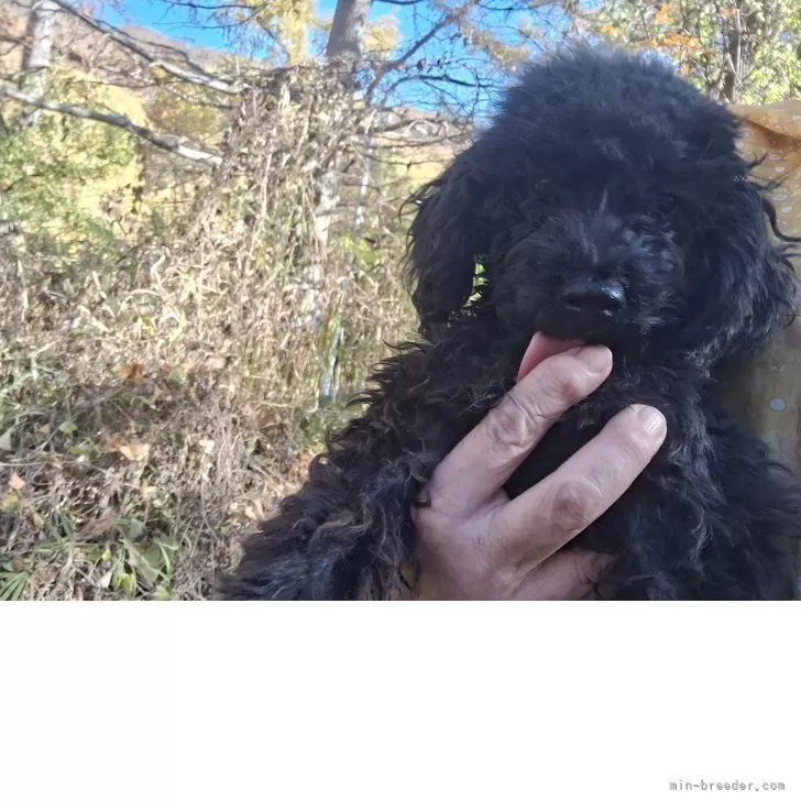 トイプードル(トイ)【長野県・女の子・2025年5月28日・ブラック】の写真1