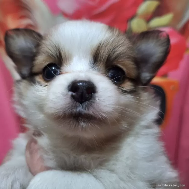 ID：2501-06474の子犬