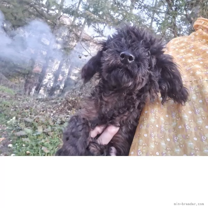 トイプードル(トイ)【長野県・女の子・2025年5月22日・ブリンドル】の写真1