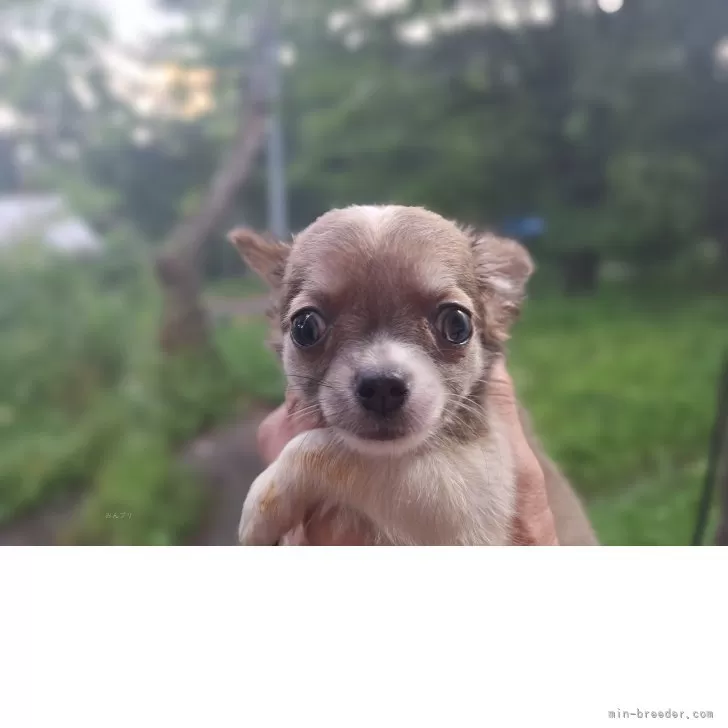 ID：2506-07477の子犬