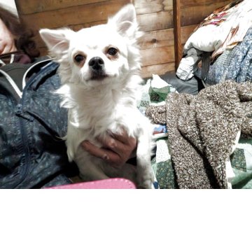 チワワ(ロング)【長野県・男の子・2025年5月22日・クリーム】の写真「綺麗なクリームで兄弟の中で一番元気です」