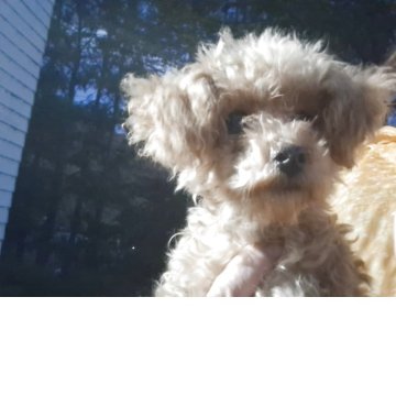 トイプードル(ティーカップ)【長野県・男の子・2025年4月30日・アプリコット】の写真「連休前価格です」