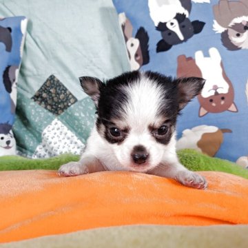 チワワ(ロング)【長野県・男の子・2025年11月18日・ブラックタンホワイト】の写真「一番元気に餌も食べています」