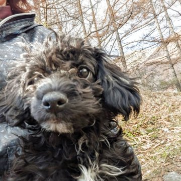 チワプー(チワワ×トイプードル)【長野県・男の子・2025年8月7日・ブラック】の写真「モコモコ可愛い兄弟仲良しです」