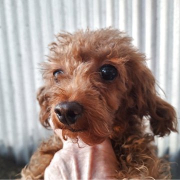 トイプードル(トイ)【長野県・女の子・2025年5月22日・レッド】の写真「姉妹の中で小さい連休前価格です」