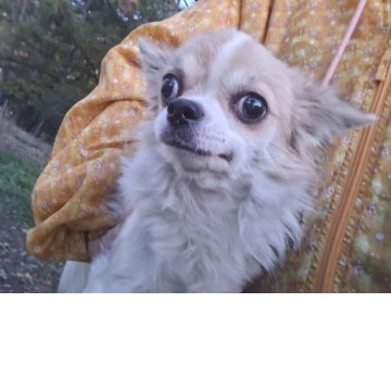 チワワ(ロング)【長野県・男の子・2025年1月3日・レッド&ホワイト】の写真「走る事が大好きです」