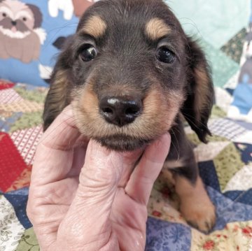 ミニチュアダックスフンド(ロング)【長野県・男の子・2025年10月17日・ブラックタン】の写真「とても元気に成長しています」