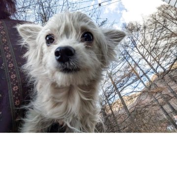 チワワ(ロング)【長野県・男の子・2025年5月22日・クリーム】の写真「異質な毛質です穏やかな子で優しいです」