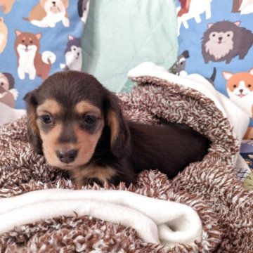 ミニチュアダックスフンド(ロング)【長野県・女の子・2025年10月17日・ブルータン】の写真「とても元気で可愛らしい顔立ちしています」