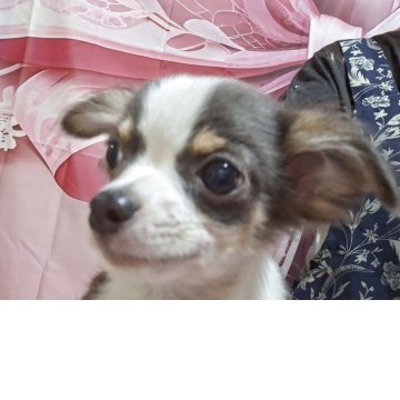 チワワ(ロング)【長野県・男の子・2025年5月6日・ブルータンホワイト】の写真「一番小さいですが元気です」