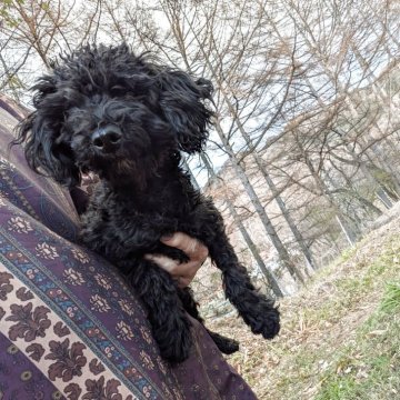 トイプードル(トイ)【長野県・女の子・2025年5月28日・ブラック】の写真「姉妹で1人残っちゃった良い子です」