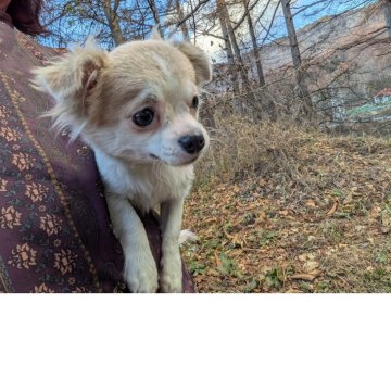 チワワ(ロング)【長野県・男の子・2025年5月22日・ブルーフォーンホワイト】の写真「兄弟と仲良し元気君です」