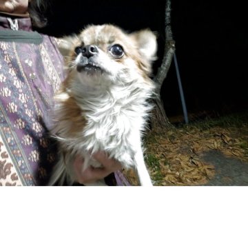 チワワ(ロング)【長野県・男の子・2024年10月18日・パーティー】の写真「体重も落ちついて元気に飛び回っています」